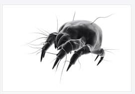 Dustmites in your home can cause problems