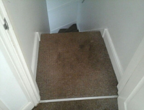 Carpet Stain Removal & Cleaning