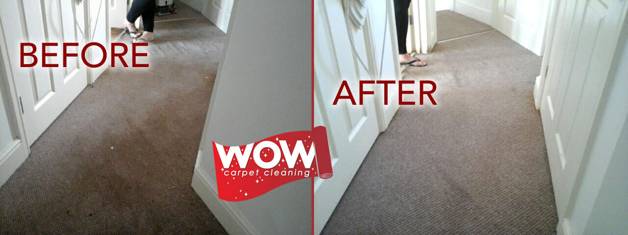 Carpet Cleaning with Dog Poo Staining