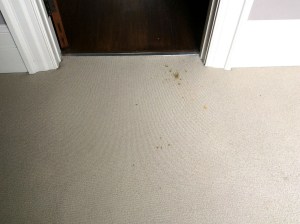 Radiator rust staining on carpet in Winchester